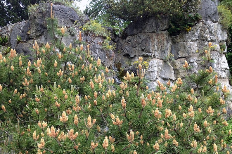 MUGO PINE Pinus Maghus Evergreen Dwarf Tree Coniferous Bonsai, 20 Seeds image 5