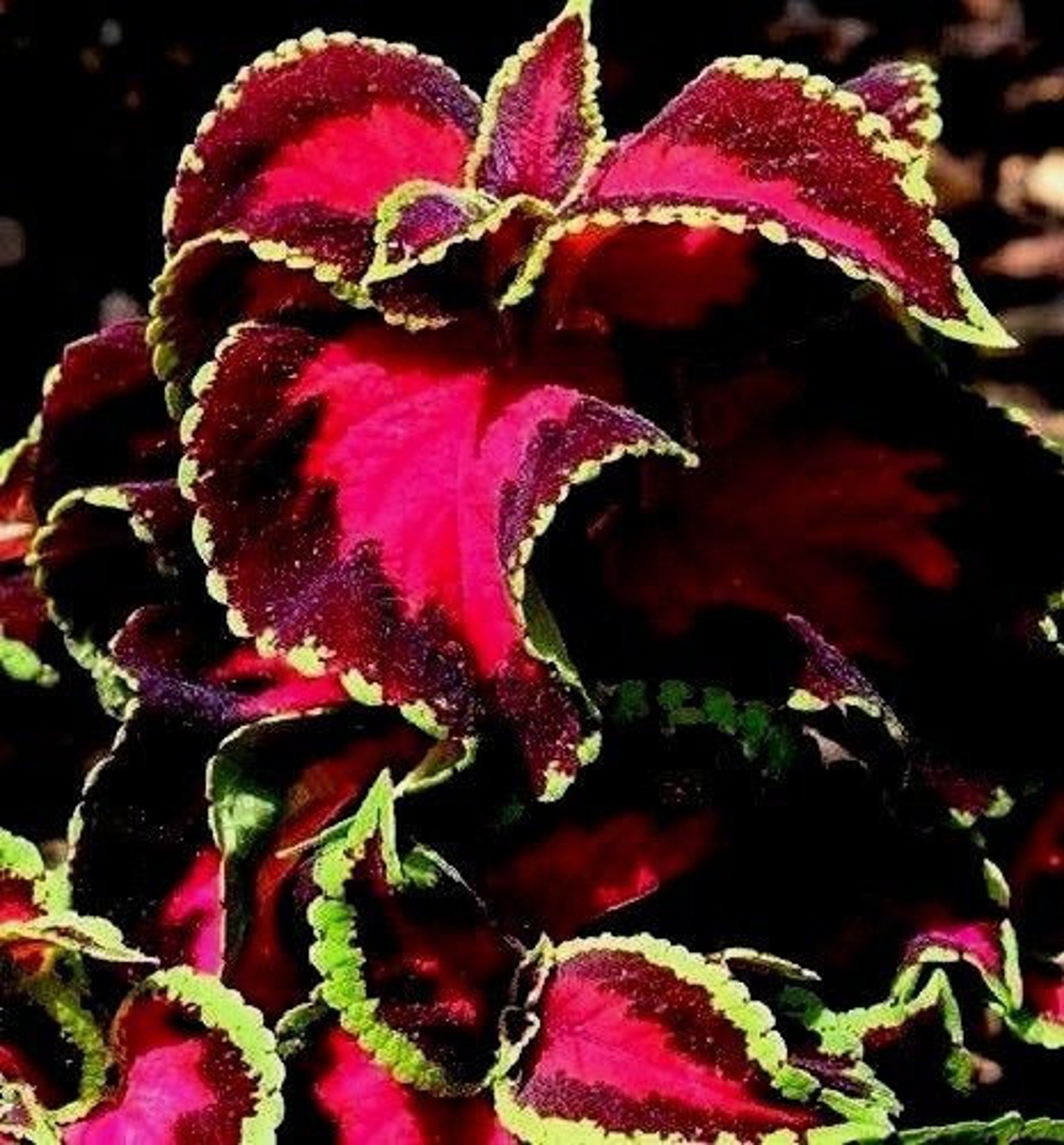 Колеус Конг Купить Семена