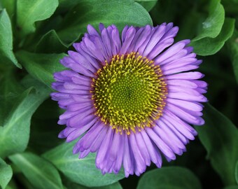 PINK BEACH ASTER, Seaside Daisy Erigeron glaucus Perennial, 50 Seeds