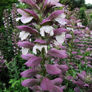 SPINY BEAR'S BRITCHES Acanthus Spinosus Hardy Perennial, 2 Rare Large Seeds image 1