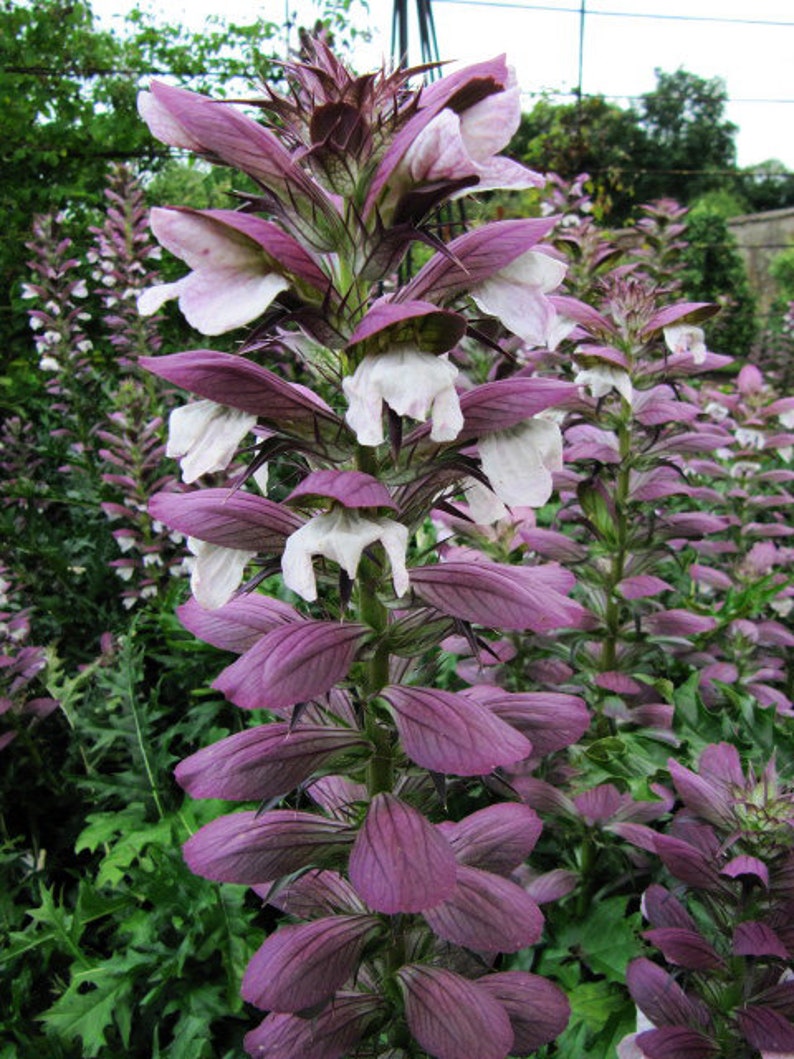 SPINY BEAR'S BRITCHES Acanthus Spinosus Hardy Perennial, 2 Rare Large Seeds image 1