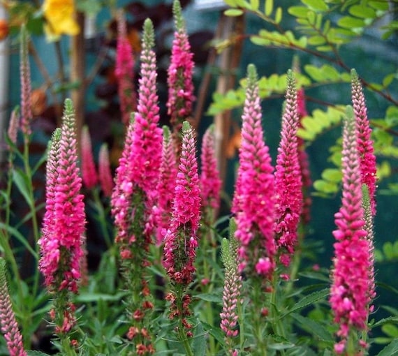 SPIKED SPEEDWELL VERONICA Spicata Pink Flower Hardy Perennial Etsy