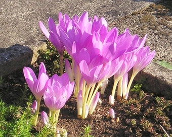 PINK FALL CROCUS! Meadow Saffron Naked Lady Ladies Colchicum Autumnale Hardy Perennial Wildflower, 10 Seeds