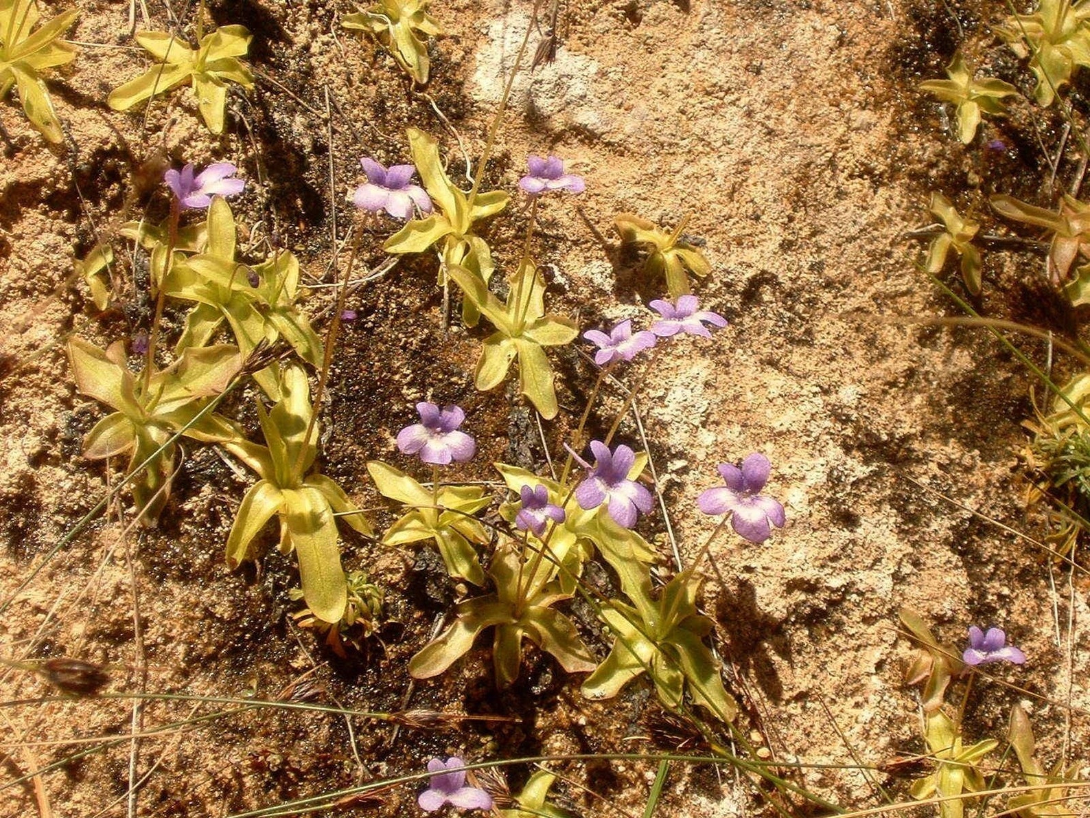 BUTTERWORT PINGUICULA Dertosensis Carnivorous 5 Seeds Etsy