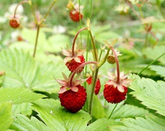 ALPINE STRAWBERRY RED Fragaria Vesca, 20 Seeds