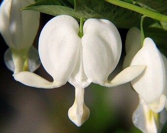 Bleeding Heart Plant: How to Grow and Care for Lamprocapnos spectabilis