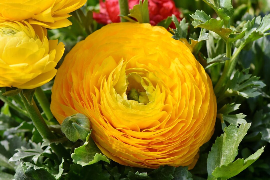 Golden Ranunculus GOLDEN YELLOW RANUNCULUS Compact Short Rare Flower, 10 Seeds - Etsy Canada