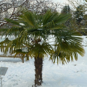 WINDMILL PALM Hardy Trachycarpus Wagnerianus Zone 6 5 Rare Seeds image 4