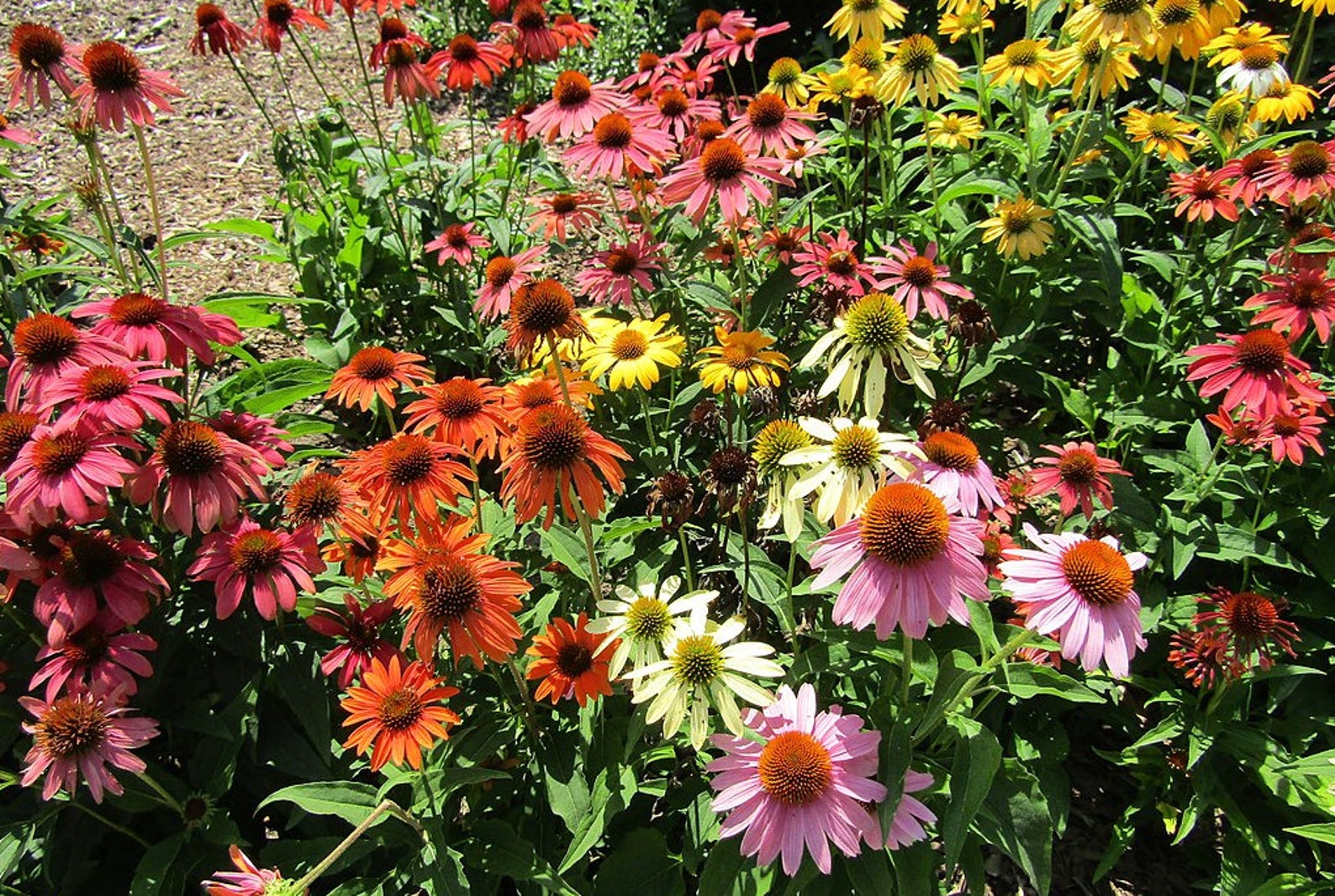 MIXED COLORS CONEFLOWER Echinacea Red Orange Salmon Yellow Etsy
