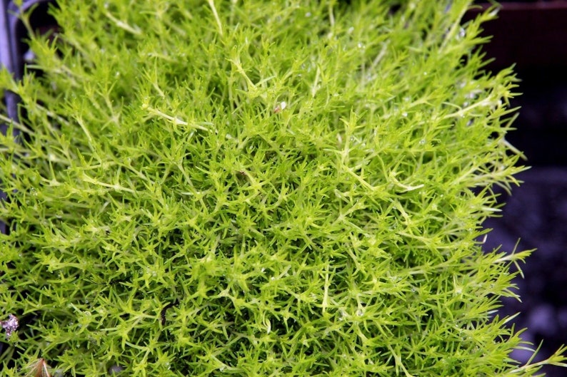 https://www.etsy.com/ca/listing/607383840/aurea-sagina-moss-irish-moss-heath
