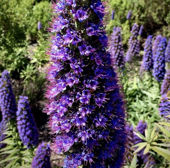 Echium Fastuosum Pride Of Madeira Tower Of Jewels Blue Purple Etsy