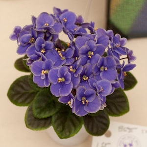 MINIATURE VARIEGATED African Violet Saintpaulia Popular House Plant Easy 10 Rare Seeds image 5