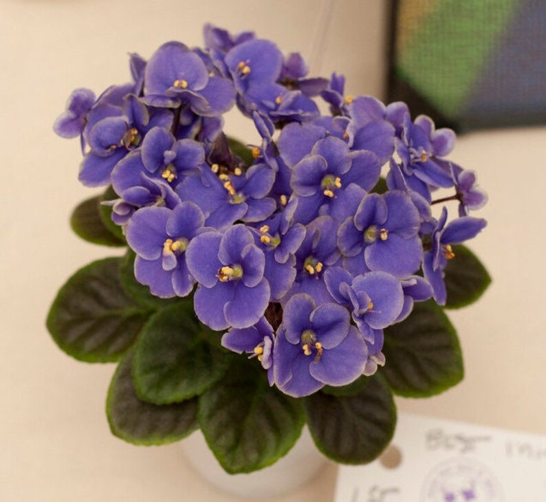 MINIATURE VARIEGATED African Violet Saintpaulia Popular House Plant Easy 10 Rare Seeds image 5