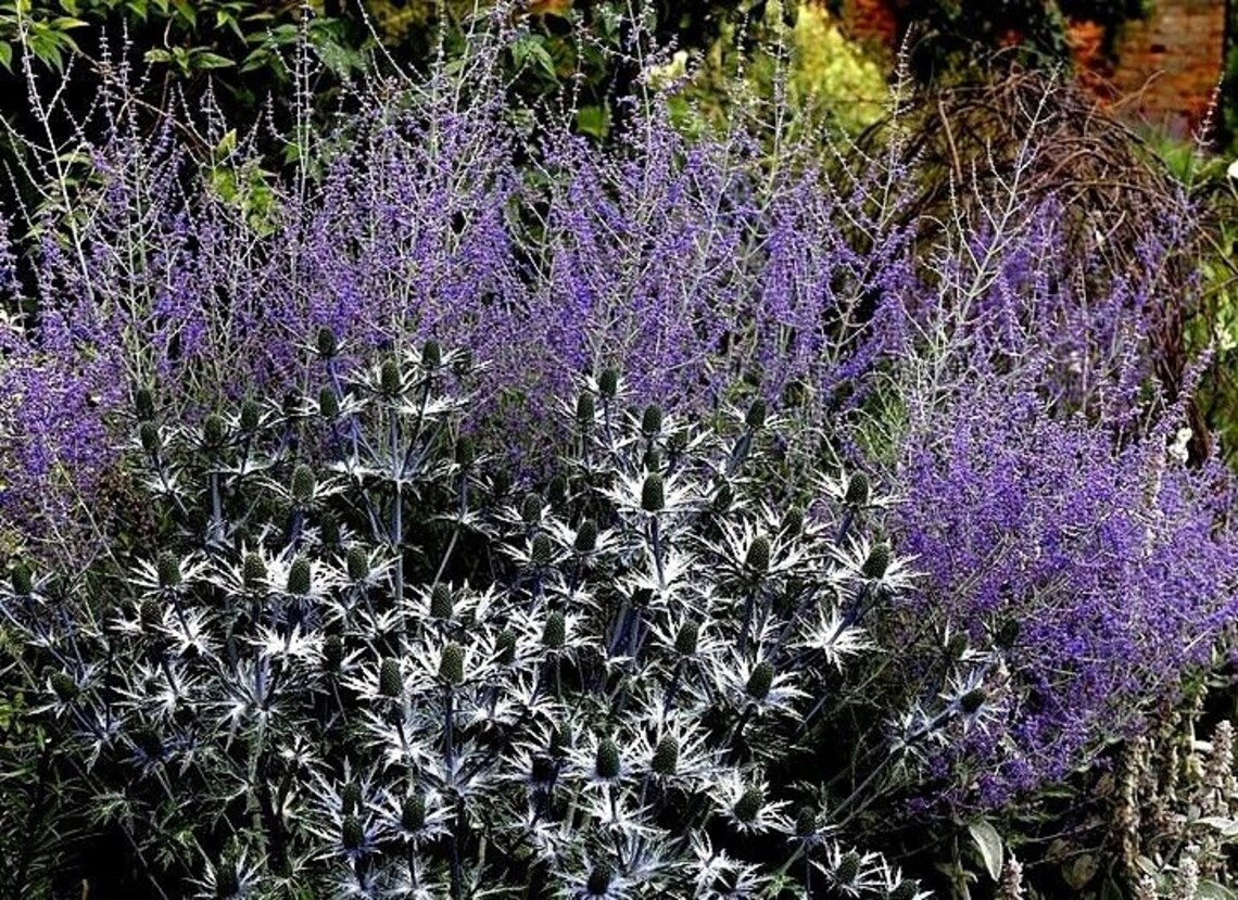 RUSSIAN SAGE 'Blue Steel' Perovskia Atriplicifolia | Etsy
