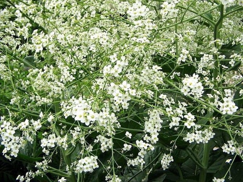 Huge CRAMBE CORDIFOLIA Rare AMAZING Large White Hardy Perennial 10 Large Seeds image 3