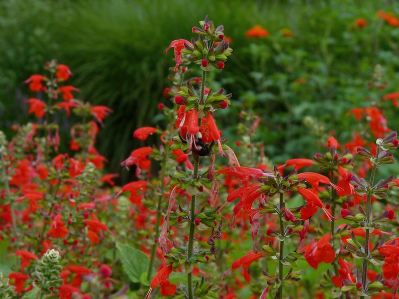 SCARLET RED SAGE Salvia Coccinea, 20 Seeds image 2