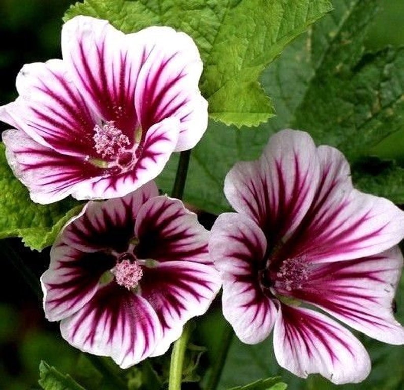 ZEBRINA HOLLYHOCK Malva Sylvestris Striped Stripes Red Purple White Pink 20 Seeds image 1