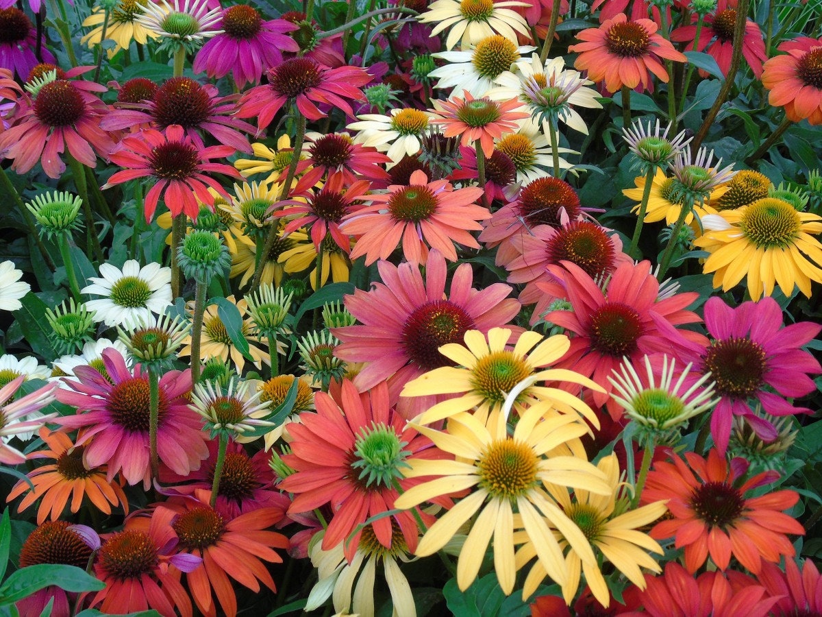 TALL MIX CONEFLOWER Paradiso Echinacea Coneflower Perennial Etsy