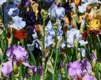 GERMAN BEARDED IRIS Hardy Perennial Plant, 5 Rare Seeds