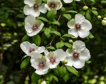 SILKY CAMELIA, STEWARTIA Virginia S. Malacondendron White Flowers Tree Shrub, 10 Rare Seeds