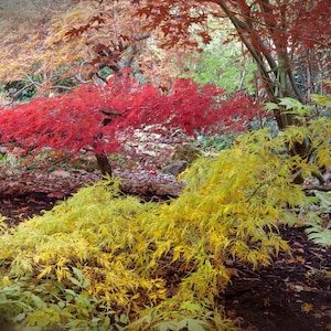 LACE-LEAF JAPANESE Maple Acer Palmatum Matsumurae Dissectum Hardy Tree Shrub, 10 Rare Seeds