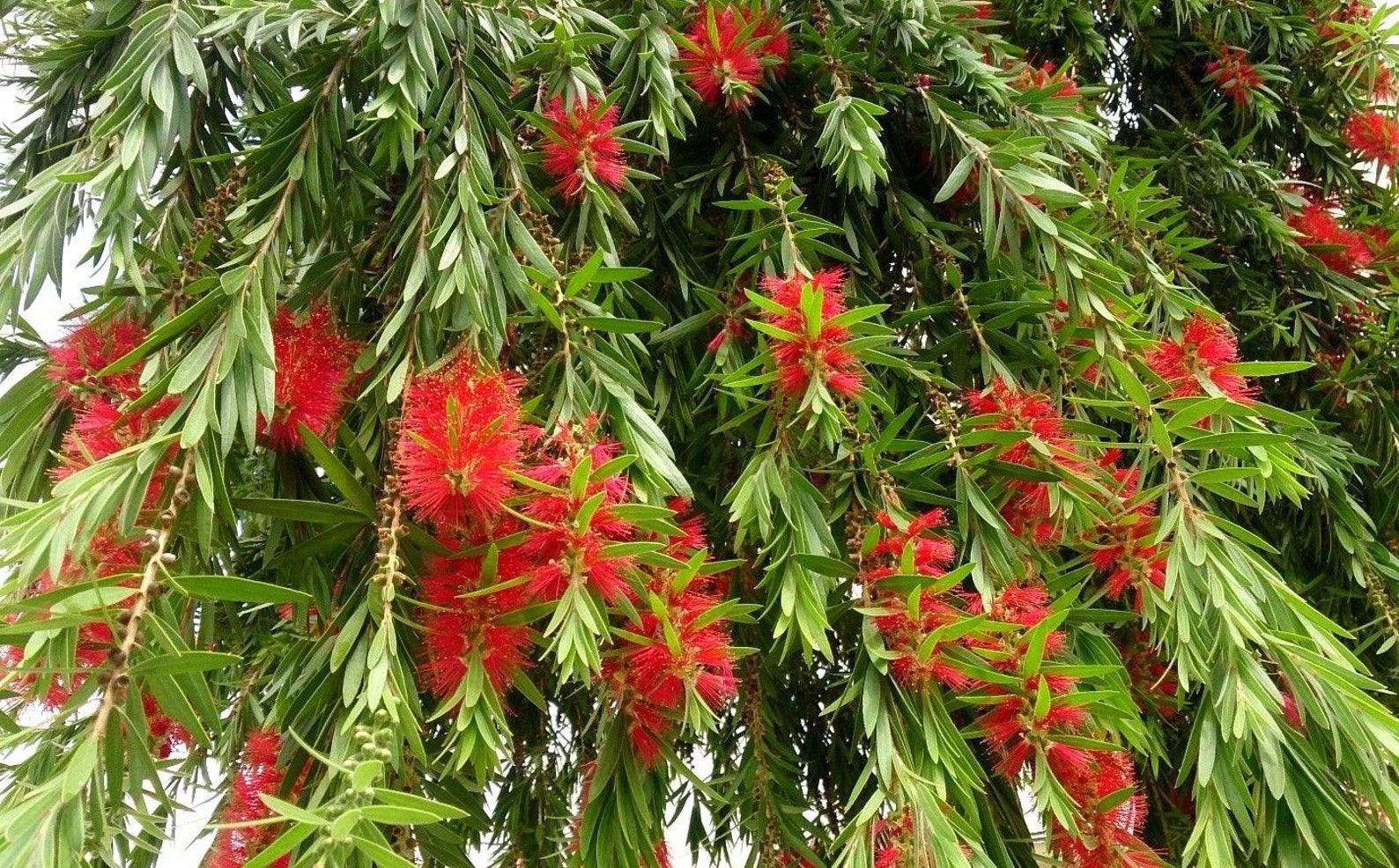 BOTTLEBRUSH TREE Hardy Shrub Red Unique Bottle Brush Etsy Canada