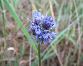 SHEEP'S BIT Jasione Montana Biennial, 100 Seeds - Etsy