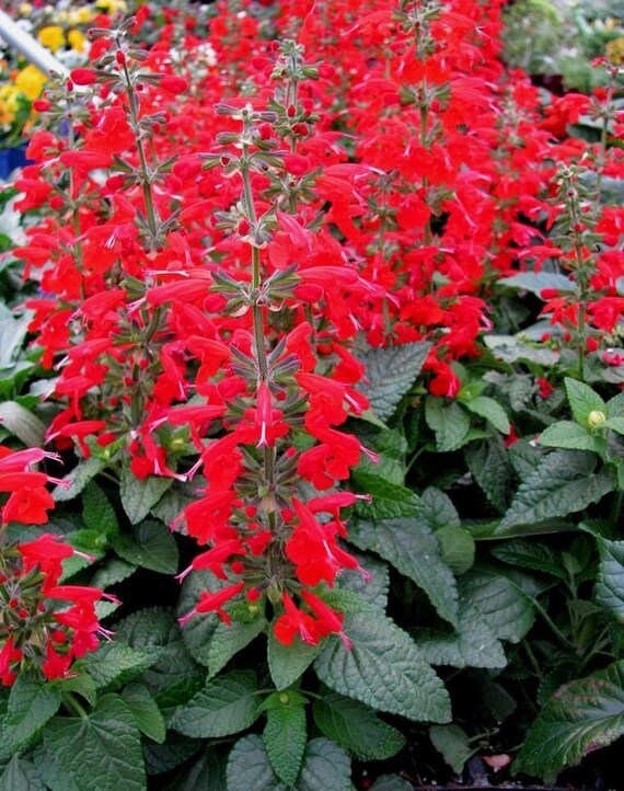 Perenial SCARLET SAGE Salvia Coccinea Red Hardy Hardy 20 Seeds Etsy
