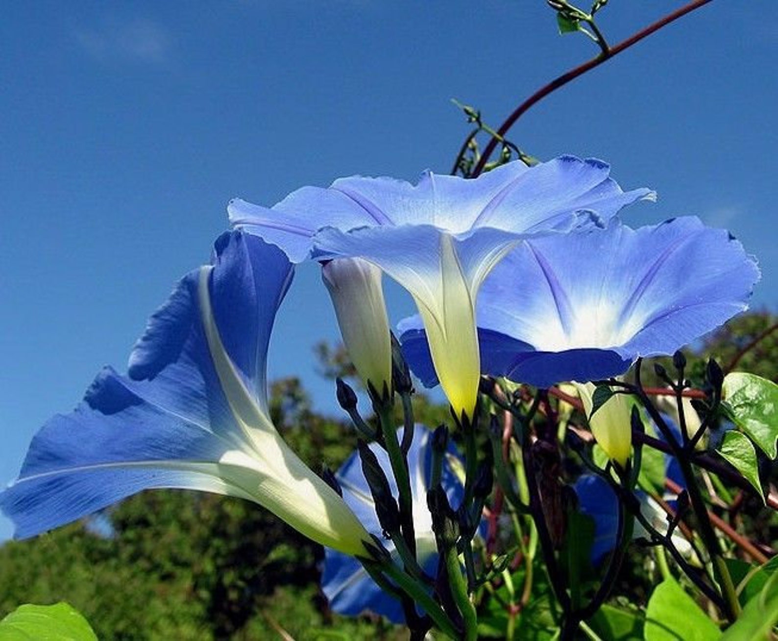 HEAVENLY BLUE Morning Glory Ipomoea Climbing Vine 20 Seeds Etsy