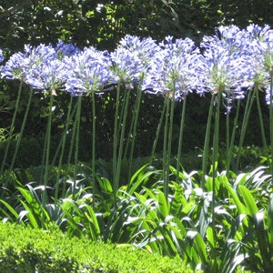 GIANT FORM Lily Of the Nile Agapanthus Africanus Blue Hardy Perennial, 10 Seeds image 3