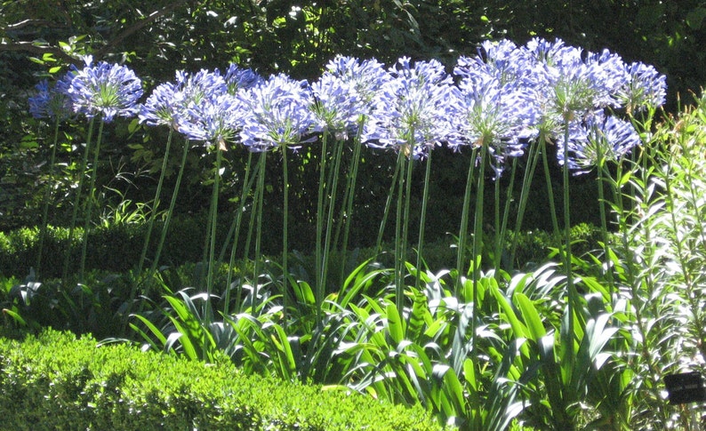 GIANT FORM Lily Of the Nile Agapanthus Africanus Blue Hardy Perennial, 10 Seeds image 3