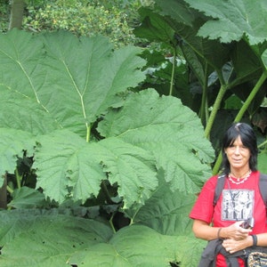 GUNNERA MANICATA Generous Massive Huge Gigantic Hardy Rhubarb Exotic, 15 Seeds image 2