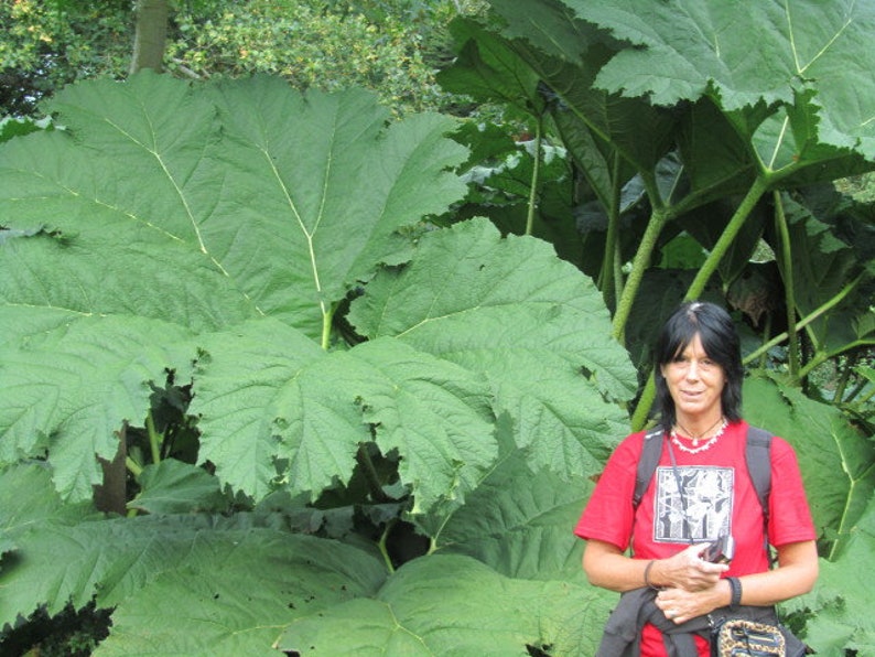 GUNNERA MANICATA Generous Massive Huge Gigantic Hardy Rhubarb Exotic, 15 Seeds image 2