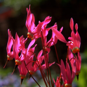 RED SHOOTING STAR Dodecatheon Meadia Perennial, 5 Rare Seeds image 1