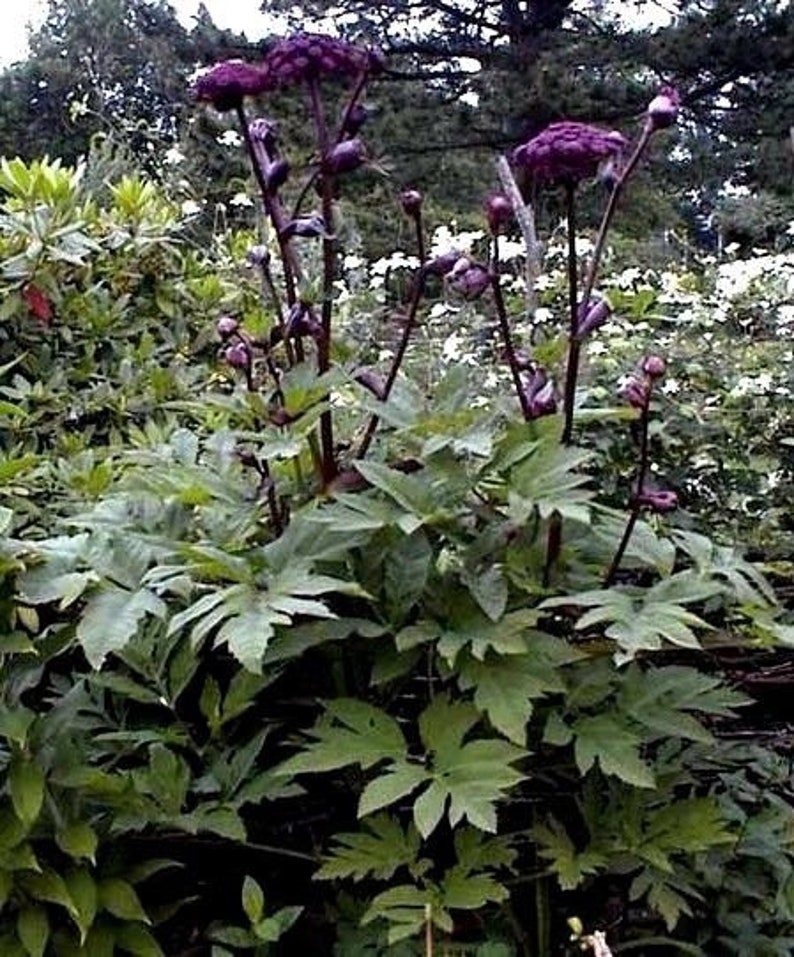 Dark ANGELICA EBONY Sylvestris Purple Red Maroon Black Hardy Perennial, 10 Seeds image 2