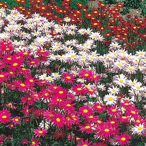 PAINTED DAISY Mix Perennial Chrysanthemum Tanacetum Coccineum Robinson 20 Seeds image 5