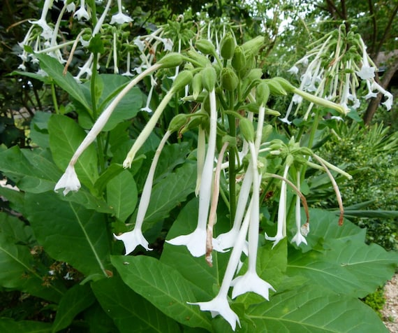 TALL WHITE TOBACCO Fragrant Flowering Nicotiana Sylvestris, 100 Seeds