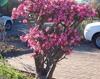 DESERT ROSE Adenium Multiflorum, Rare 5 Seeds