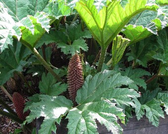 HARDY GUNNERA Tinctoira Dinosaur Food Massive Huge Gigantic Perennial, 10 Seeds