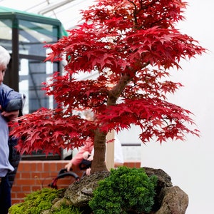 Bonsai SHOJO JAPANESE MAPLE Acer Palmatum Amoenum Shojo 5 Rare Seeds