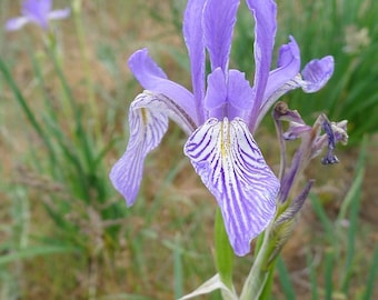 ROCKY MOUNTAIN IRIS Iris missouriensis Perennial Bog Wetland Water Plant, 8 Seeds