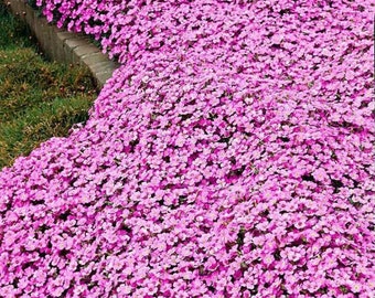 SOFT PINK ROCK Cress Ground Cover Carpet Hardy Perennial Arabis Rosea 10 Seeds