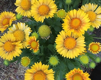 BLANKET FLOWER 'Arizona Apricot' Gaillardia aristata, 5 seeds