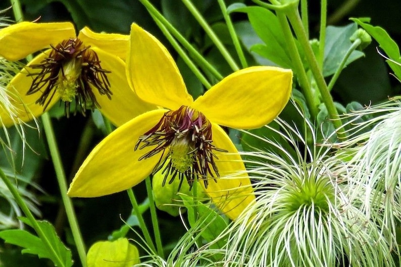 YELLOW CLEMATIS Serratifolia Unique Climbing Vine 12 Seeds Etsy