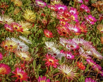 PERENNIAL ICE PLANT Livingstone Daisy Delosperma Mix Dry Hot Iceplant