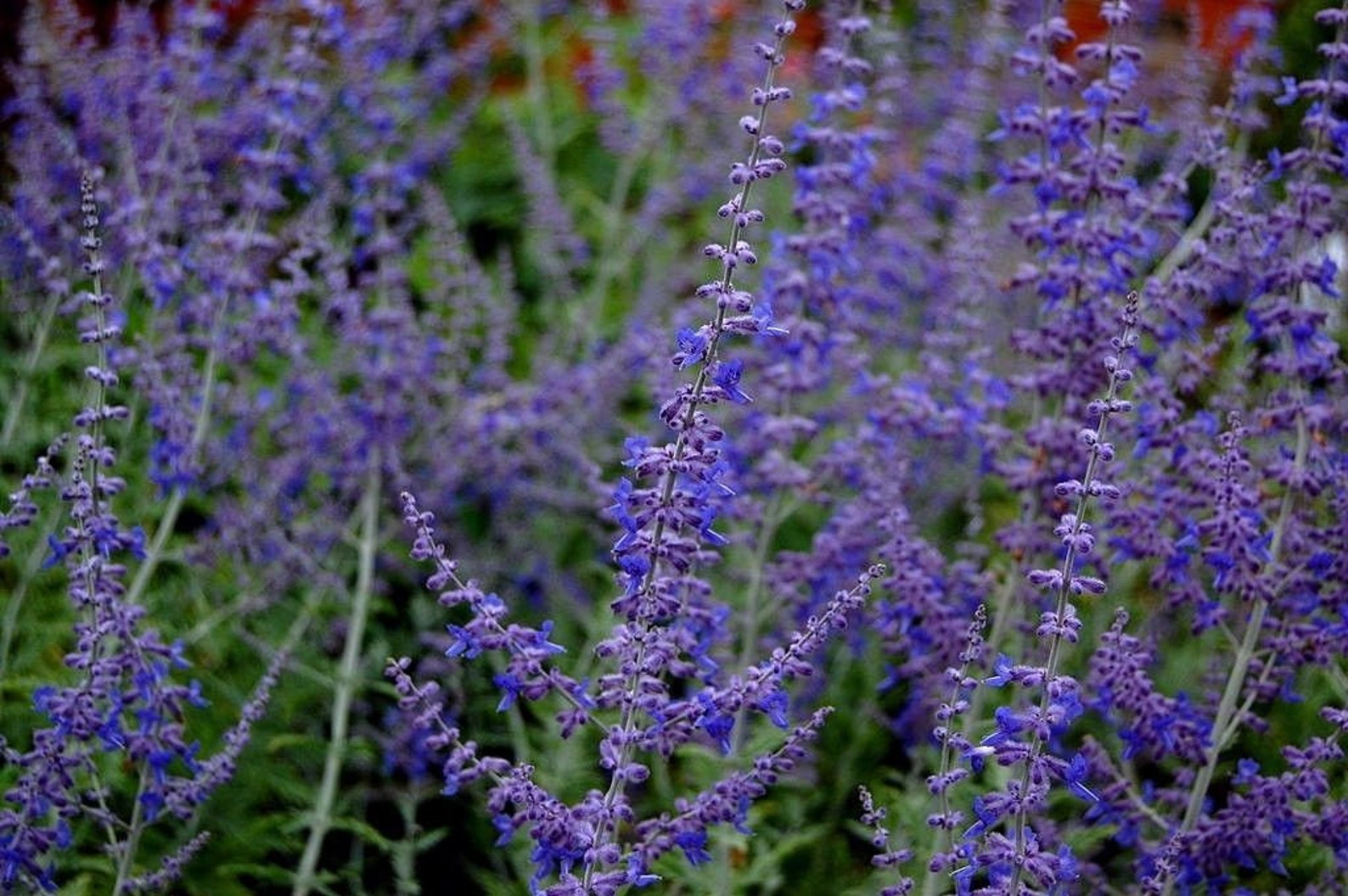 RUSSIAN SAGE Perovskia Taiga Atriplicifolia Perennial Blue Etsy