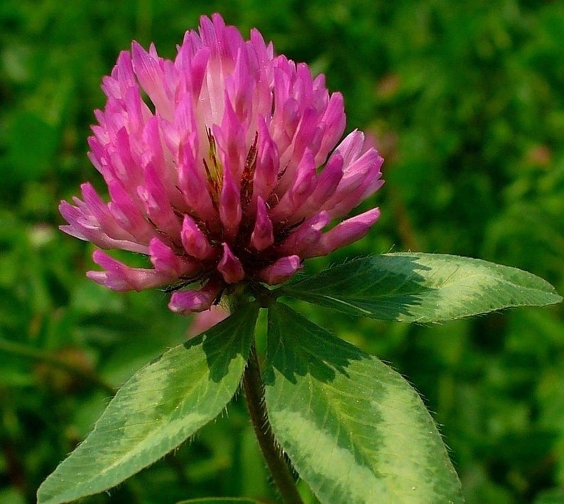 RED CLOVER Trifolium Pratense Wildflower Bees Pollinators 20 Etsy