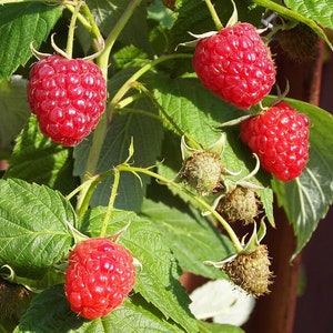 RED EUROPEAN RASPBERRY Rubus Idaeus Hardy Shrub Antioxidant Berry 10 Seeds image 2