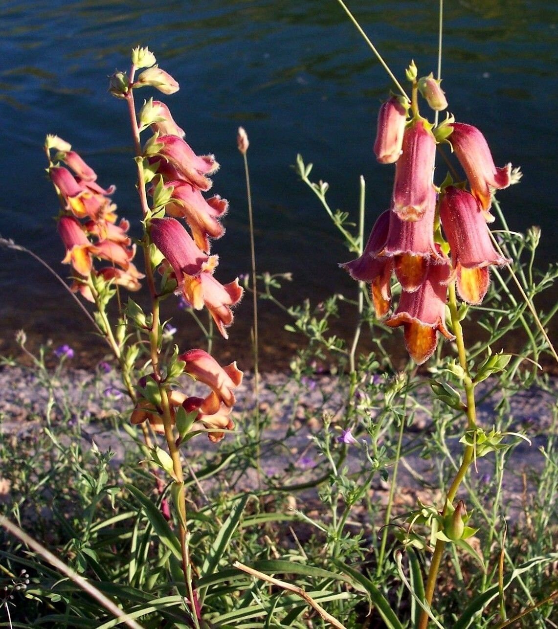SUNSET FOXGLOVE Digitalis Obscura Dusky Maid Red Amber Salmon Etsy