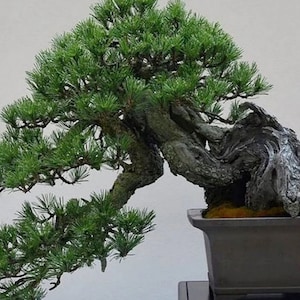 MUGO PINE Pinus Maghus Evergreen Dwarf Tree Coniferous Bonsai, 20 Seeds image 1